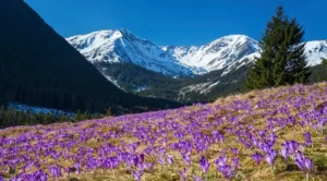 WYCIECZKA W POSZUKIWANIU WIOSENNYCH KROKUSÓW W DOLINIE CHOCHOŁOWSKIEJ I RELAKS W TERMACH CHOCHOŁOWSKICH