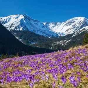 WYCIECZKA W POSZUKIWANIU WIOSENNYCH KROKUSÓW W DOLINIE CHOCHOŁOWSKIEJ I RELAKS W TERMACH CHOCHOŁOWSKICH